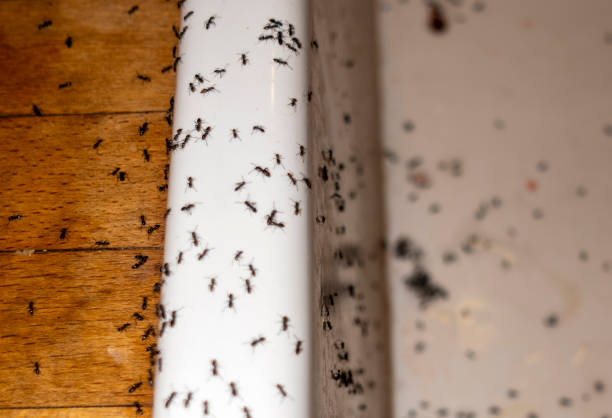 Best Best Pest Control Companies  in Tomball, TX