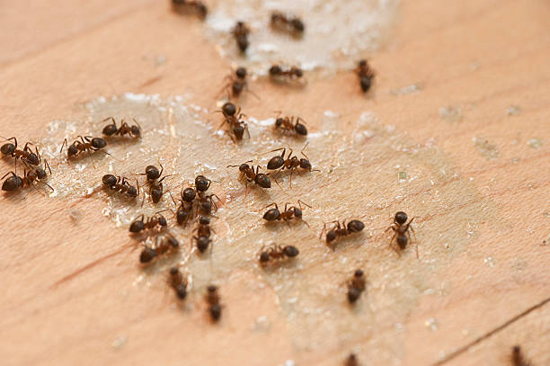 Best Pest Control for Restaurants  in Tomball, TX